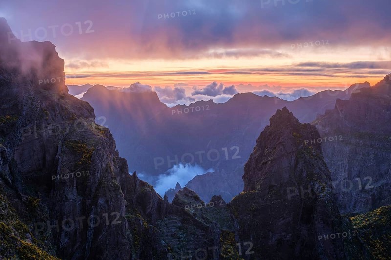 Mountains on sunset covered in fog and clouds with blooming Cytisus shrubs. Near Pico de Arieiro, Madeira island, Portugal, Europe