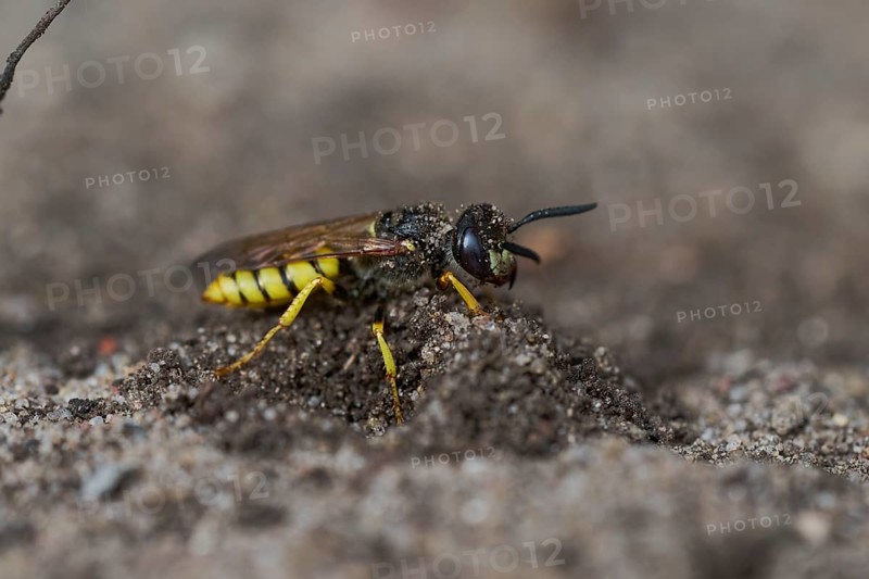 Beewolf digging (Philanthus triangulum) Lower Saxony, Germany, Europe
