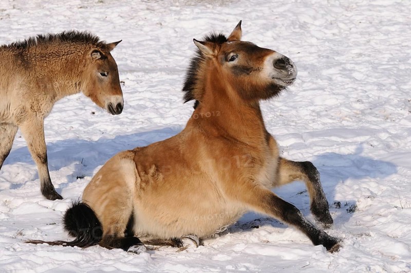 Przewalski's horse standing up in the snow, showing energy and movement, Przewalski's horse (Equus ferus przewalskii), Bavarian Forest National Park