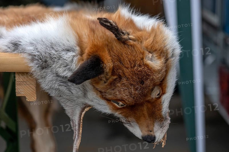 Fox fur with head, Bavaria, Germany, Europe