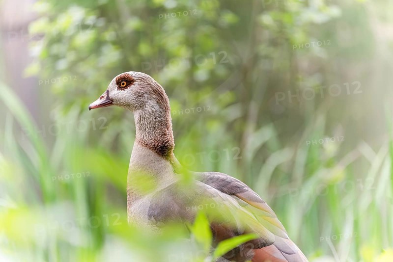 Nile Goose (Alopochen aegyptiaca) adult, standing among green reeds, profile view, background and foreground blurred reed belt, Rombergpark, Dortmund, North Rhine-Westphalia, Germany, Europe