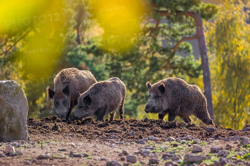 Group of wild boar or wild pig (Sus scrofa) standing on an opening. Early morning light and framed with some fall foliage