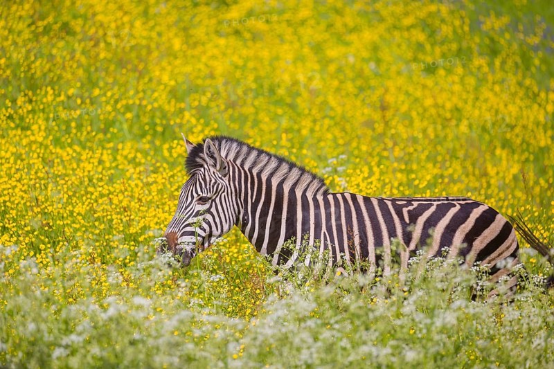 Chapman's zebra (Equus quagga chapmani) grazing on a yellow flowering meadow