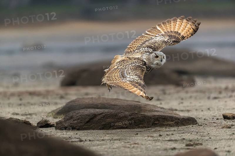 One Siberian Eagle Owl (Bubo bubo sibiricus) flying over a dry lakeshore on an autumnal misty cold morning