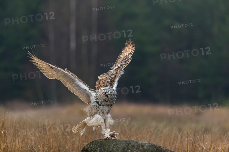 One Siberian Eagle Owl (Bubo bubo sibiricus) landing on a rock between tall reed grass lakeshore on an autumnal misty cold morning