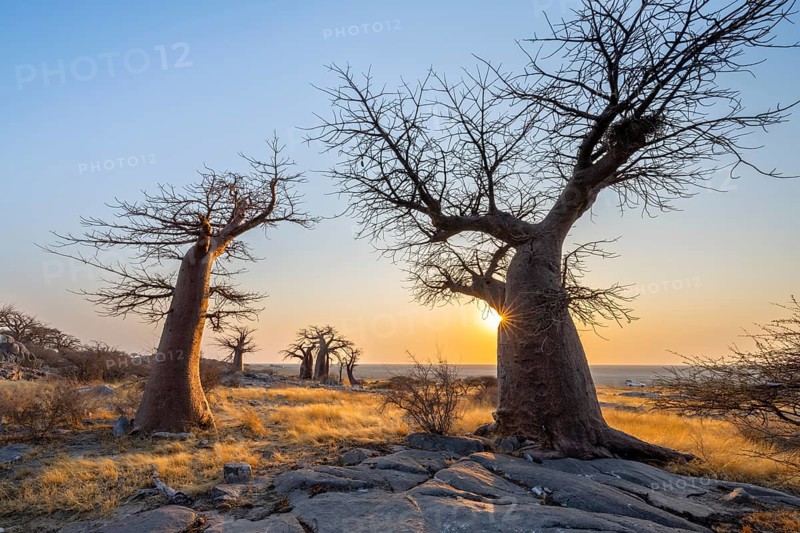African baobab (Adansonia digitata), several trees at sunrise, sun star, Kubu Island (Lekubu), Sowa Pan, Makgadikgadi salt pans, Botswana, Africa