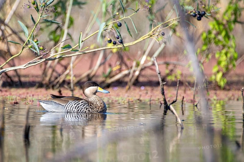 Silver duck (Spatula versicolor) in the nature reserve Reserva Ecologica Costanera Sur, Buenos Aires, Argentina, South America