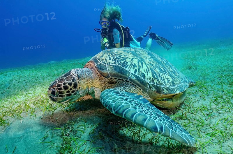 Underwater photo of diver looking at large specimen of green turtle (Chelonia mydas) Green turtle crawling over seagrass meadow grazing on seagrass (Cymodocea serrulata) in shallow Red Sea bay, Red Sea, Abu Dabab, Marsa Alam, Egypt, Africa