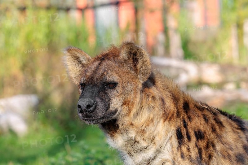 Portrait of a Spotted Hyena (Crocuta crocuta), or Laughing Hyena in beautiful light