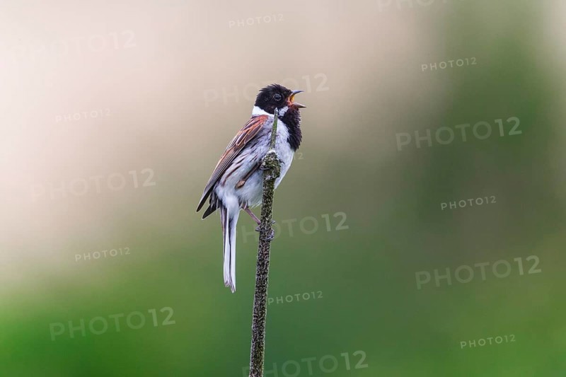 Reed Bunting (Emberiza schoeniclus), adult male sitting on a bullrush stalk singing, in breeding plumage, Hesse, Germany, Europe
