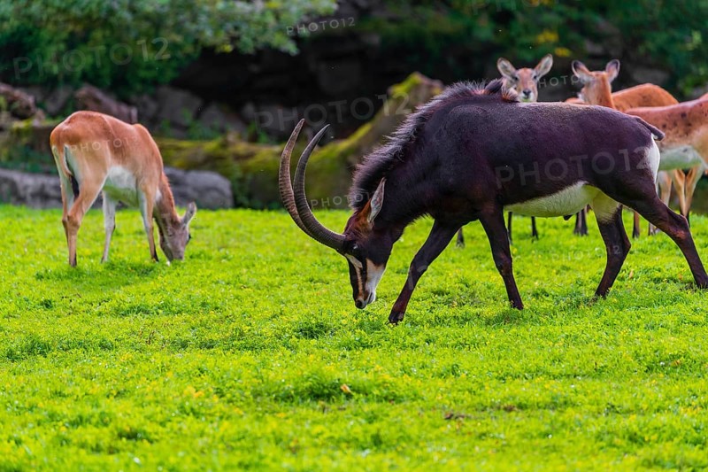 One male and a group of female Sable antelope, Hippotragus niger stand on a green meadow at a forest edge