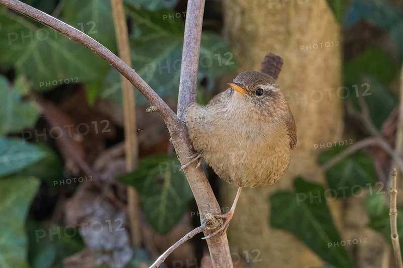 A wren (Troglodytes troglodytes) sits quietly on a branch against a natural background, Hesse, Germany, Europe