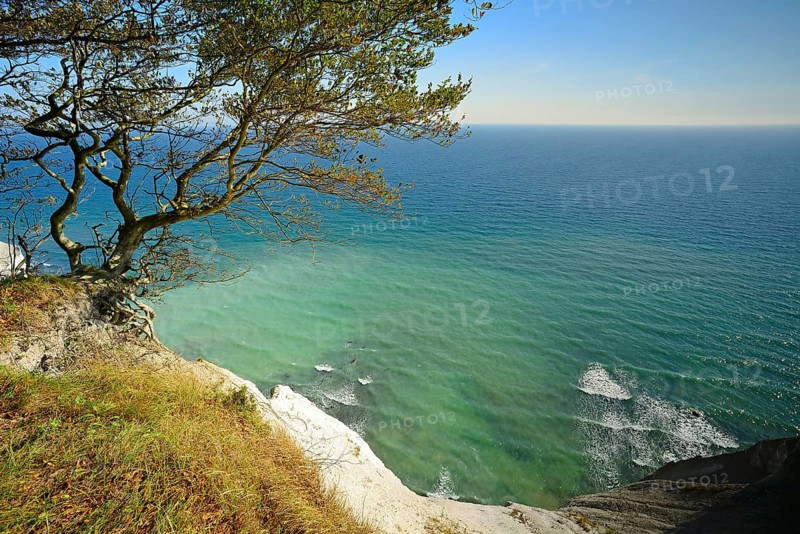 Beech tree on the edge of the chalk cliffs of Møns Klint on the Baltic Sea, view of the sea in autumn, Møn Island, Denmark, Europe
