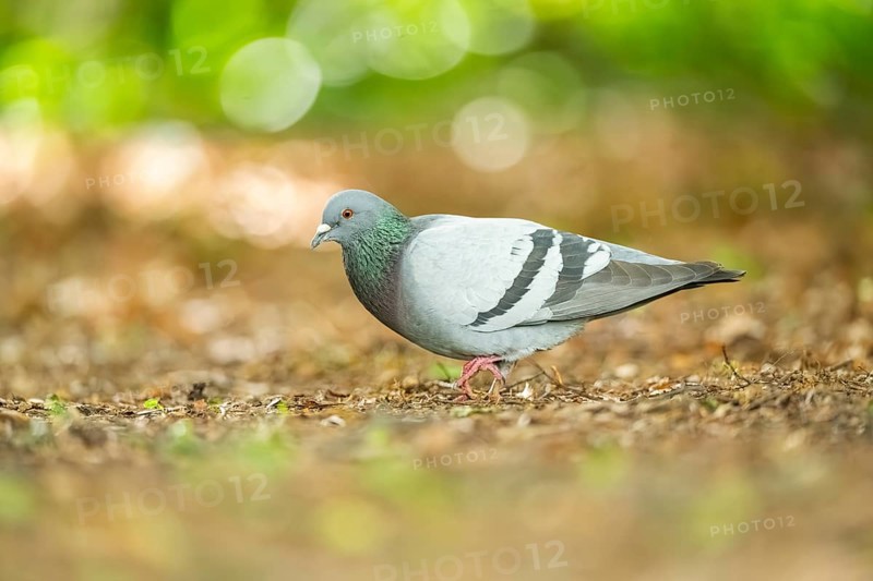 Feral pigeons (Columba livia domestica) walking on the ground, Bavaria, Germany, Europe