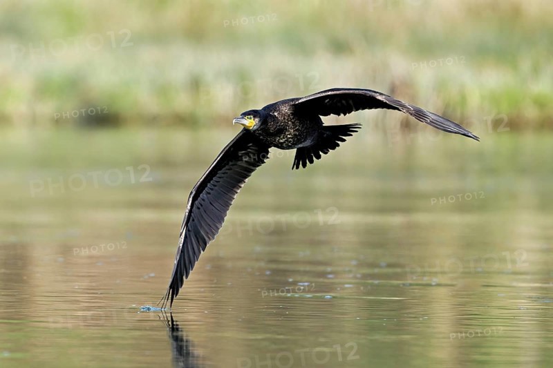 Cormorant (Phalacrocorax carbo), in flight, shallow lake, nature reserve, Reuss valley, Canton Aargau, Switzerland, Europe