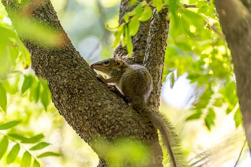 Squirrel Scandentia in Lumphini Park in Bangkok, Thailand, Asia