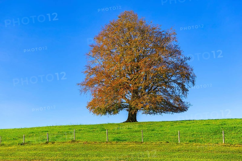 A single tree in autumn in a meadow under a clear blue sky, copper beech (Fagus sylvatica) in autumn, Rieden am Forggensee, Ostallgäu, Allgäu, Swabia, Bavaria, Germany, Europe