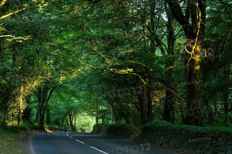 An avenue in West Cornwall. The trees form a canopy. Evening, golden hour. Cornwall, England, Great Britain