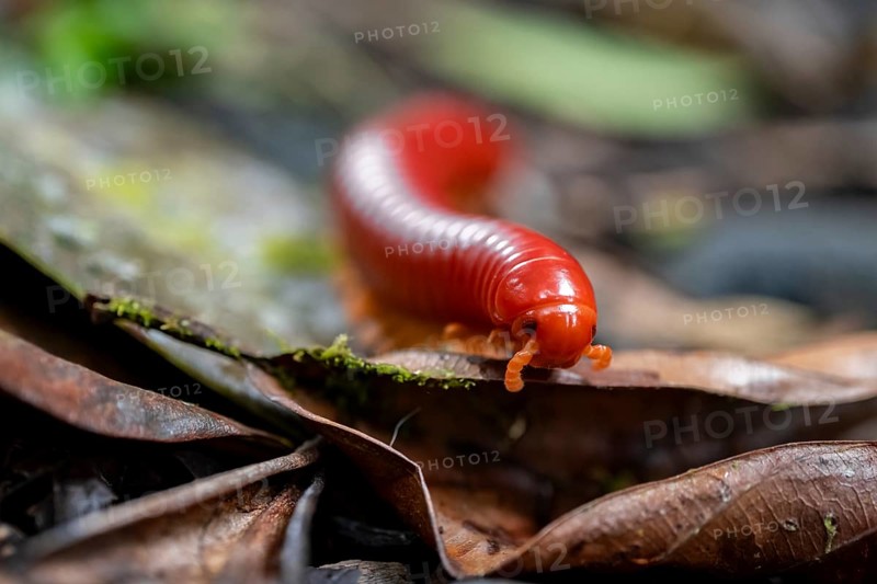 Genome millipede (Trigoniulus corallinus), red millipede on the forest floor, Refugio Nacional de Vida Silvestre Mixto Bosque Alegre, Alajuela province, Costa Rica, Central America
