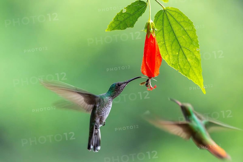 Green-fronted Brilliant Hummingbird (Heliodoxa jacula), Hummingbird (Trochilidae), Swiftbirds (Apodiformes), Laguna del Lagarto Lodge, Alajuela, Costa Rica, Central America