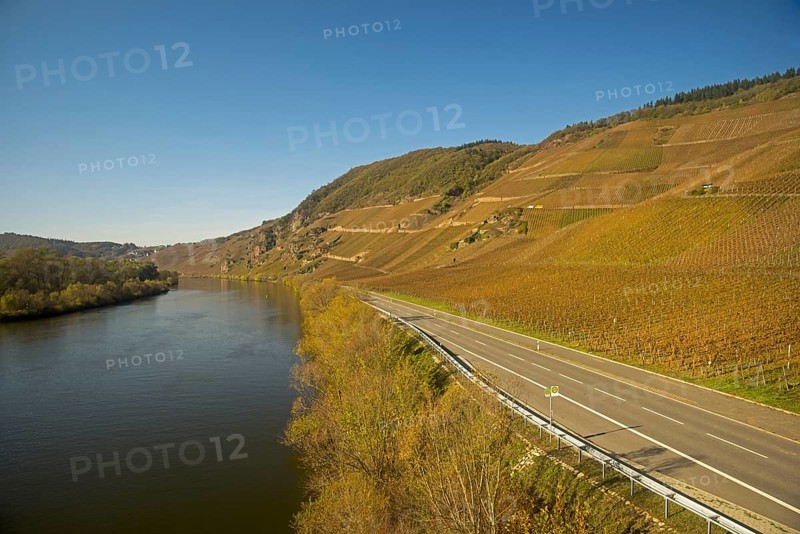 Vineyards near Traben-Trarbach, Moselle river, Moselle valley, Rhineland-Palatinate, Germany, Europe