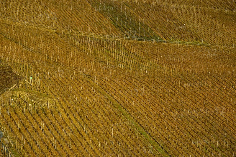 Vineyards near Puenderich, Moselle valley, Cochem-Zell district, Rhineland-Palatinate, Germany, Europe