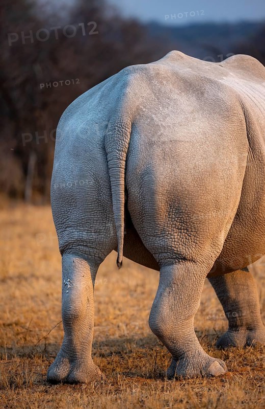 Southern white rhinoceros (Ceratotherium simum simum), rhinoceros from behind, in the evening light, rear view, Khama Rhino Sanctuary, Serowe, Botswana, Africa