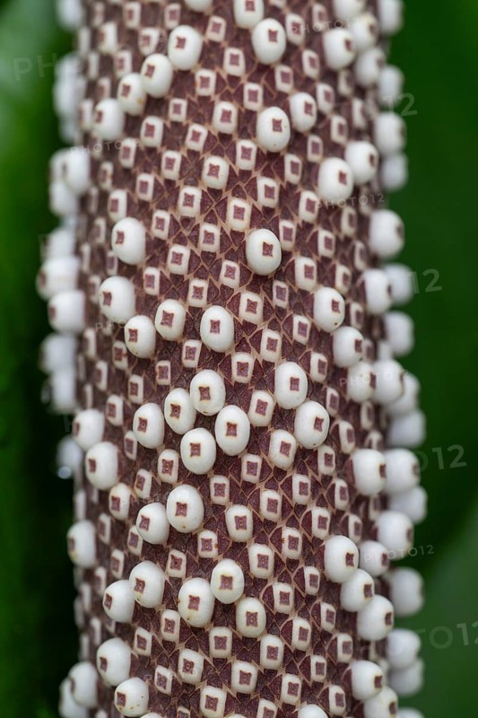 Anthurium Hookeri, close-up with patterns and textures, Princess of Wales Conservatory, Royal Botanic Gardens (Kew Gardens), UNESCO World Heritage Site, Kew, Greater London, England, United Kingdom, Europe