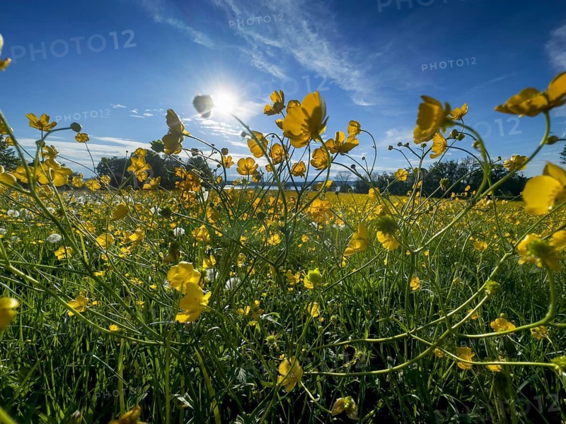 Flower meadow, buttercup, buttercup (Ranunculus acris), behind Lake Starnberg, Bavaria, Germany, Europe