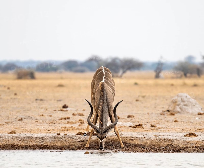 Greater kudu (Tragelaphus strepsiceros), adult male drinking at a waterhole, Nxai Pan National Park, Botswana, Africa