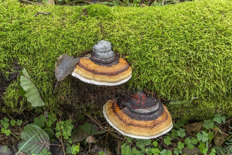 Two mushrooms growing on a bed of moss. The mushrooms are brown and white. The moss is green and covers the log. Lower Rhine, Alsace, France, Europe