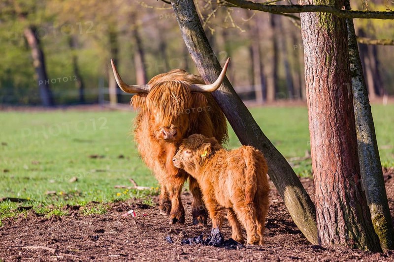 One Highland cow (Bos primigenius) taurus) and her calf stand on a meadow. A forest is in the background