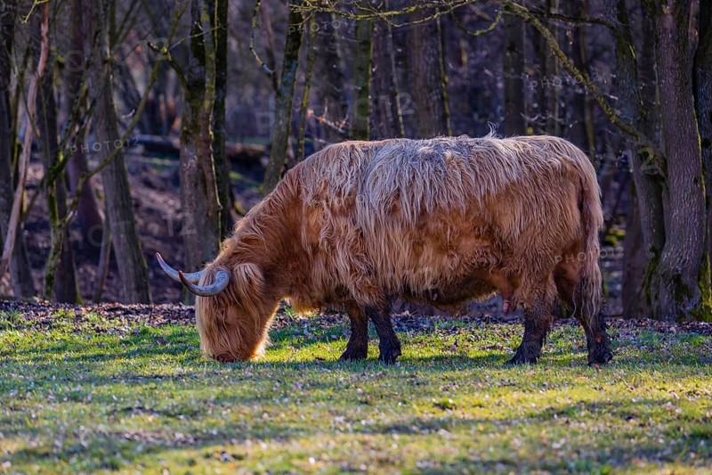 One Highland cow (Bos (primigenius) taurus) stands grazing on a meadow. A forest in the background