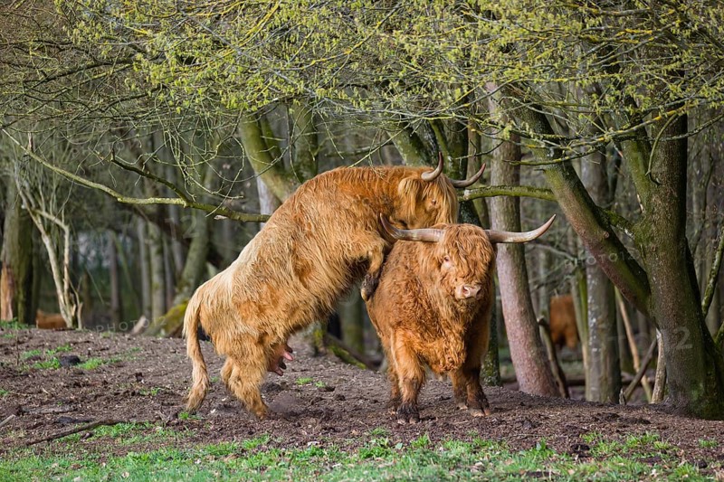 A Highland Cow (Bos (primigenius) in heat mounts a bull