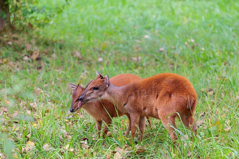 A female red forest duiker, Natal duiker or Natal red duiker (Cephalophus natalensis) stands with its calf on a green meadow and licks it