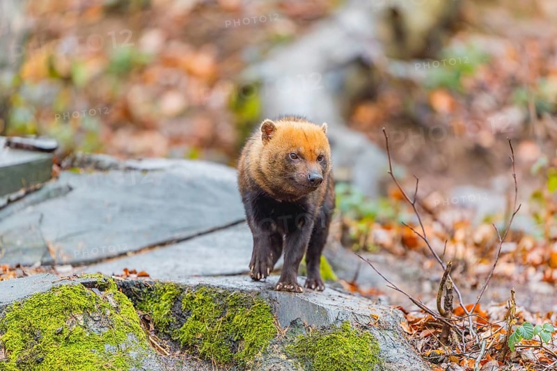 One Bush dog (Speothos venaticus) walking thru deforested area with dead leaves on the hilly ground in a former forest. Near threatened. Suriname, Guyana, Brazil and Peru, South America