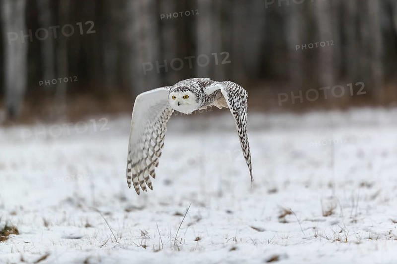 One snowy owl, Bubo scandiacus, Bubo scandiaca, Nyctea scandiaca flying over a snowy meadow with a forest of birch trees in the background