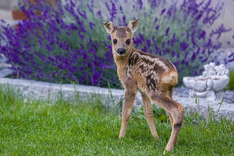 A fawn (Capreolus capreolus), standing in a garden. Hand raised orphan