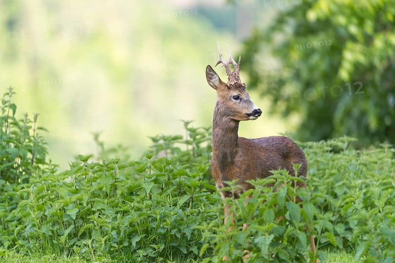 One male Roe Deer, Roe buck (Capreolus capreolus), standing in a thicket of stinging nettle. Some green vegetation in the distant background