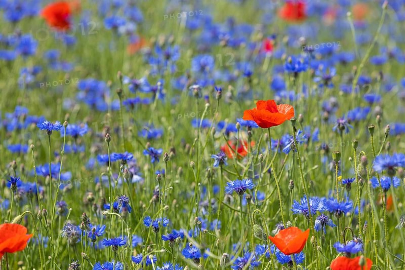 Cornflowers (Centaurea cyanus) and poppies (Papaver) blooming at the edge of a faded rape field (Brassica napus), Saxon Elbland, Saxony, Germany, Europe
