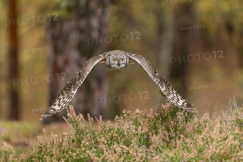 One spotted eagle-owl (Bubo africanus) flying thru a forest. Trees and leaves in the background