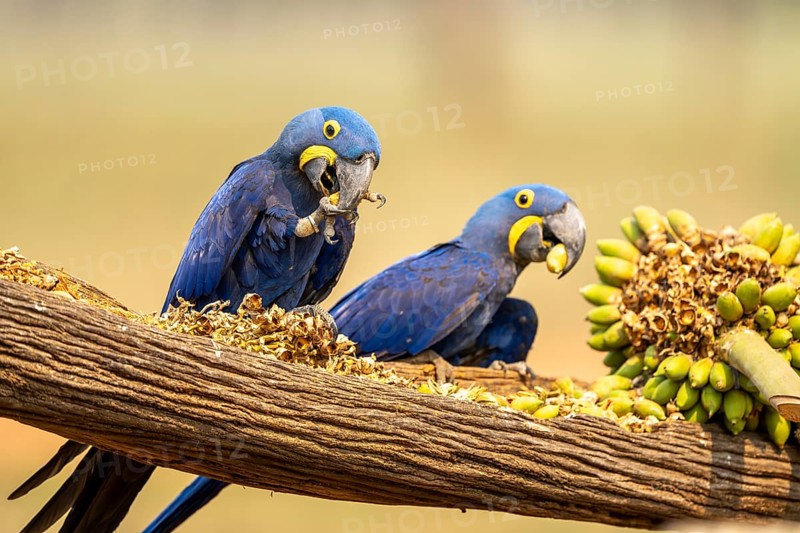 Hyacinth macaws (Anodorhynchus hyacinthinus), eating palm fruits, South Pantanal, Aquidauana, Taunay, Mato Grosso do Sul, Brazil, South America