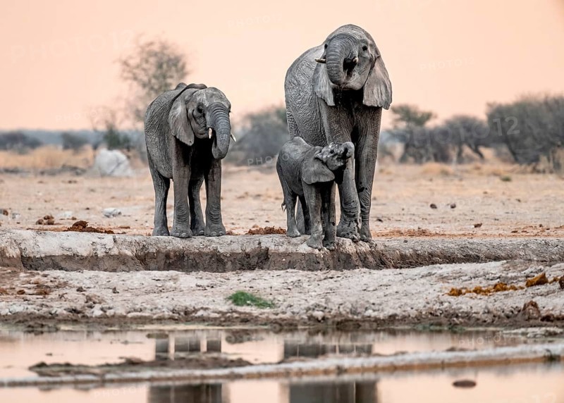 African elephant (Loxodonta africana), mother with young, drinking at a waterhole, at sunset, Nxai Pan National Park, Botswana, Africa