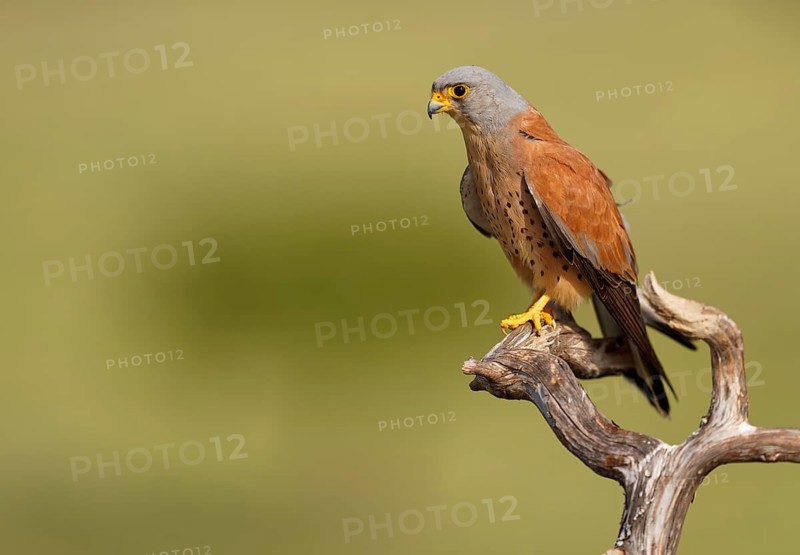 Male lesser kestrel (Falco naumanni) on its perch, Extremadura, Spain, Europe