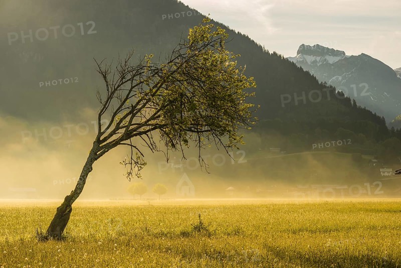 Wetterbuche (Fagus sylvatica), Lorettowiesen, Oberstdorf, Allgaeu, Bavaria, Germany, Europe