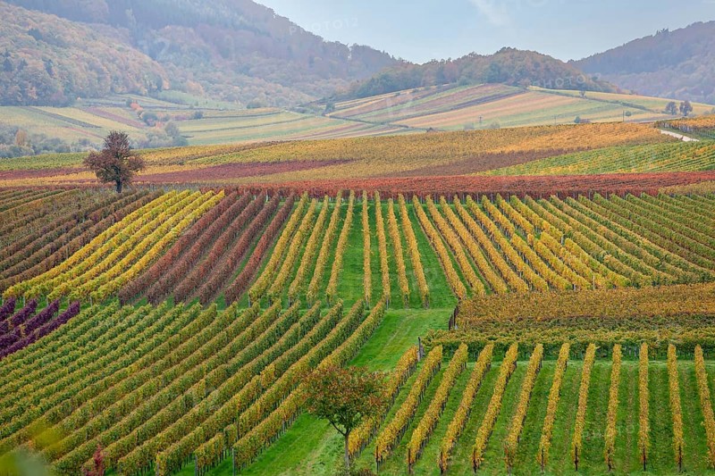 Hilly wine landscape with coloured rows and light fog, Southern Palatinate, Palatinate, Rhineland-Palatinate, Germany, Europe