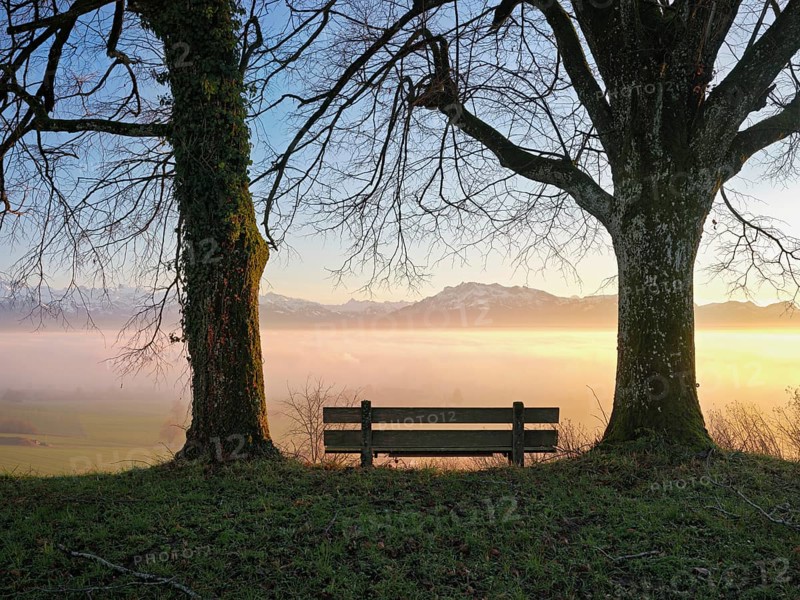 Bench between two trees, Pilatus and the snow-covered Alps in the background above the sea of fog, Hohenrain, Canton Lucerne, Switzerland, Europe
