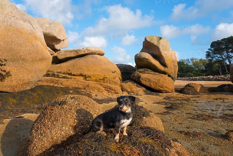 A small dog sits between large rocks on the beach, Baie de Sainte-Anne, Trégastel, Tregastel, Côte d'Armor, Brittany, France, Europe
