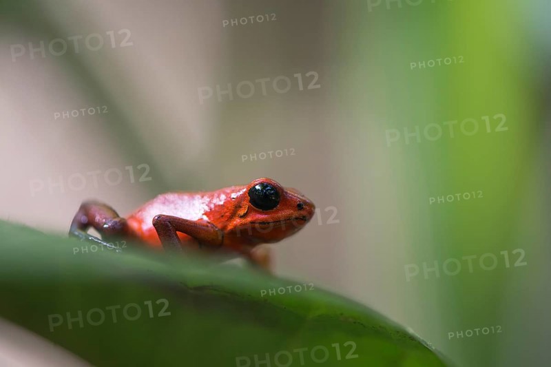 Strawberry frog (Oophaga pumilio), Tortuguera National Park, Costa Rica, Central America
