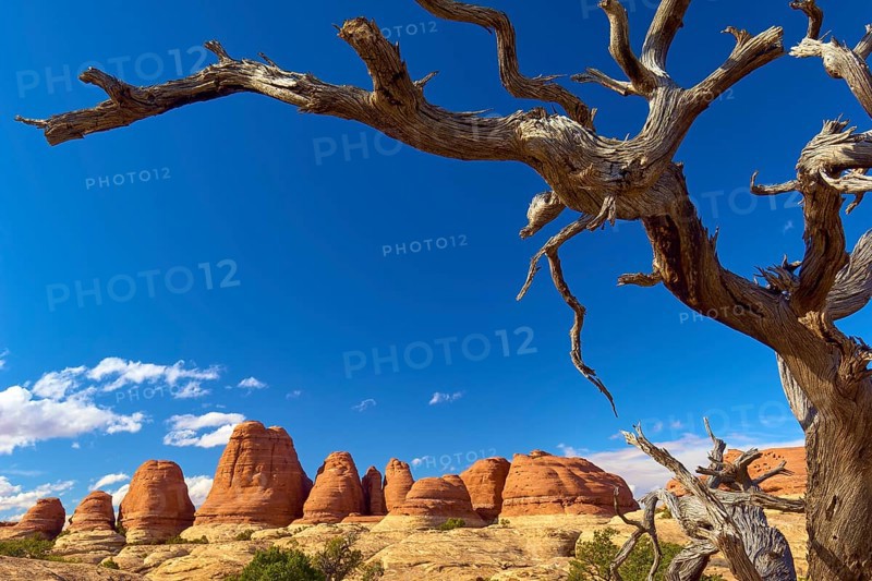 Dry tree in front of red rocks and clear blue sky in a rocky landscape, Canyonlands National Park, Utah, USA, North America
